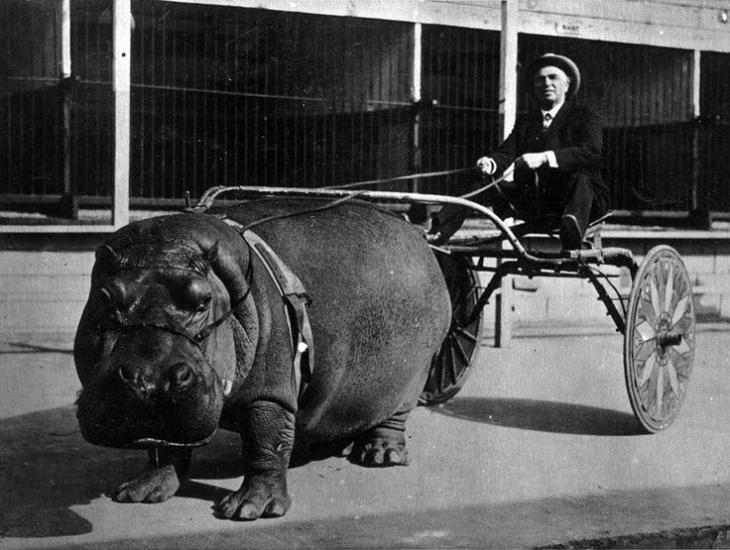 hipopotamo-carro-1924-circo