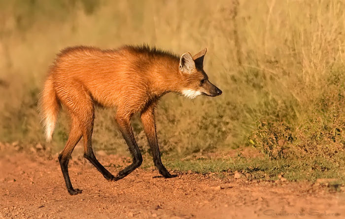 animales raros: lobo crin