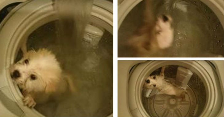 perro-lavadora