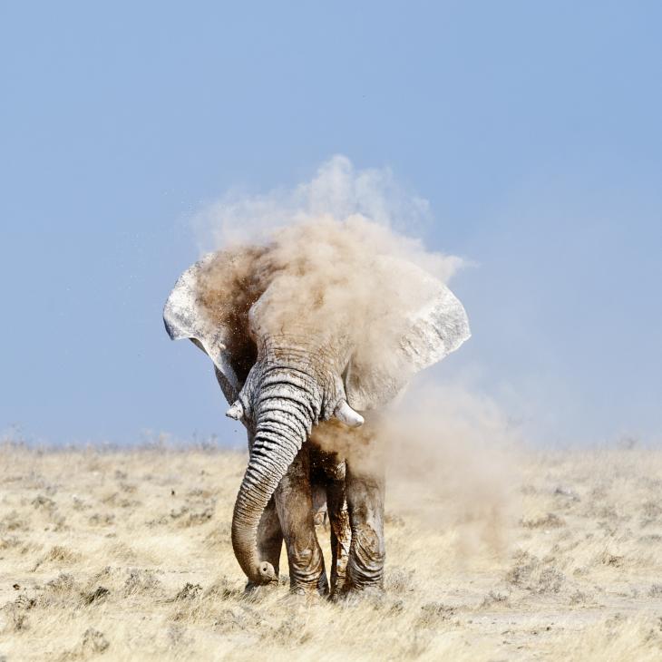 elefantes-bano-polvo-sudafrica