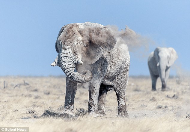 elefantes-bano-polvo-sudafrica2