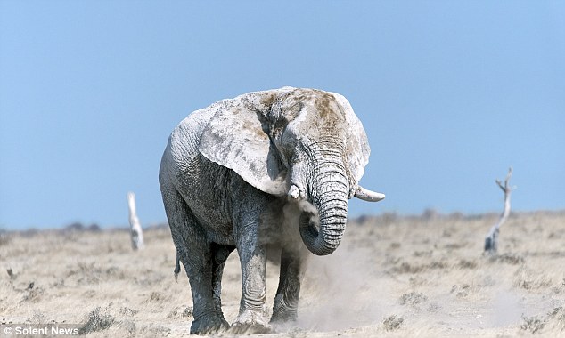 elefantes-bano-polvo-sudafrica3