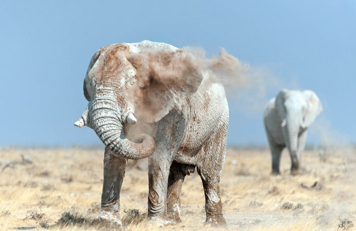 elefantes-bano-polvo-sudafrica4