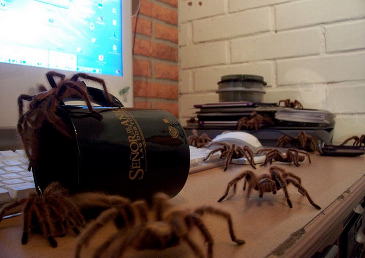 fobia-arañas