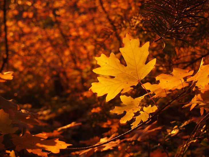 Por qué se caen las hojas de los árboles en otoño? - Planeta Curioso