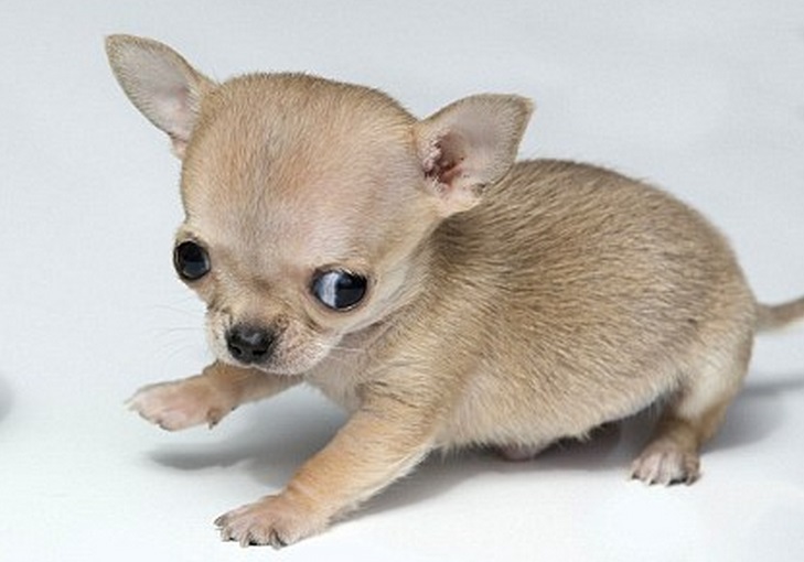 El perro chihuahua más pequeño del mundo Curioso