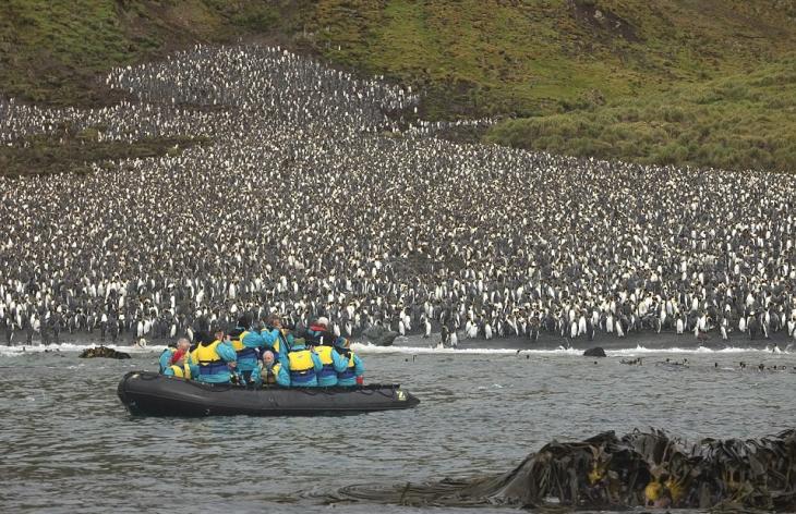 pinguinos-6