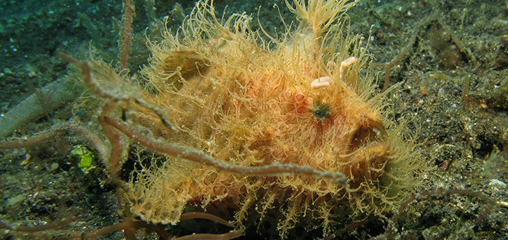 frogfish-C_free