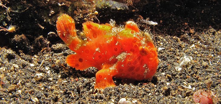 frogfish_free