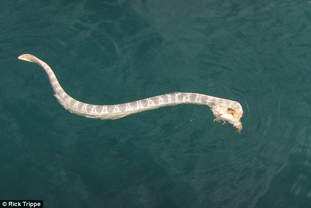 serpiente-marina-pez-piedra-lucha-2