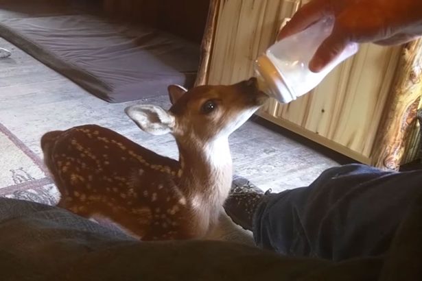 ciervo-bebe-salvado-darius-comiendo