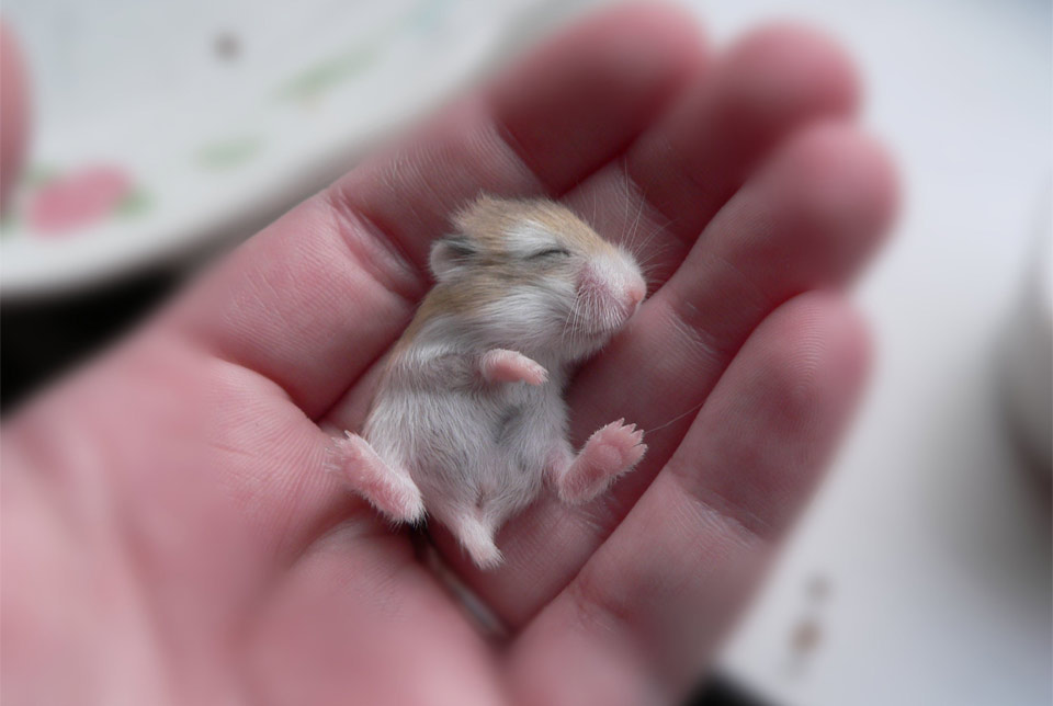 hamster