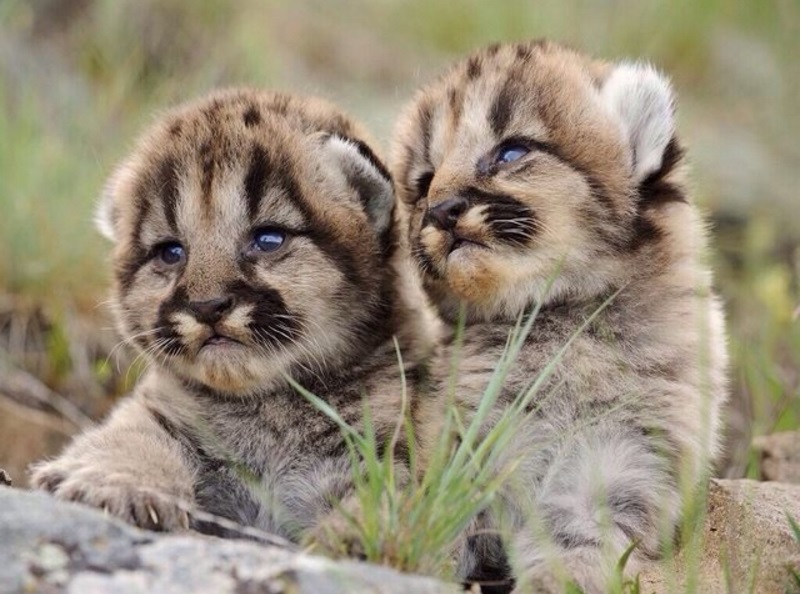 leones-de-montaña