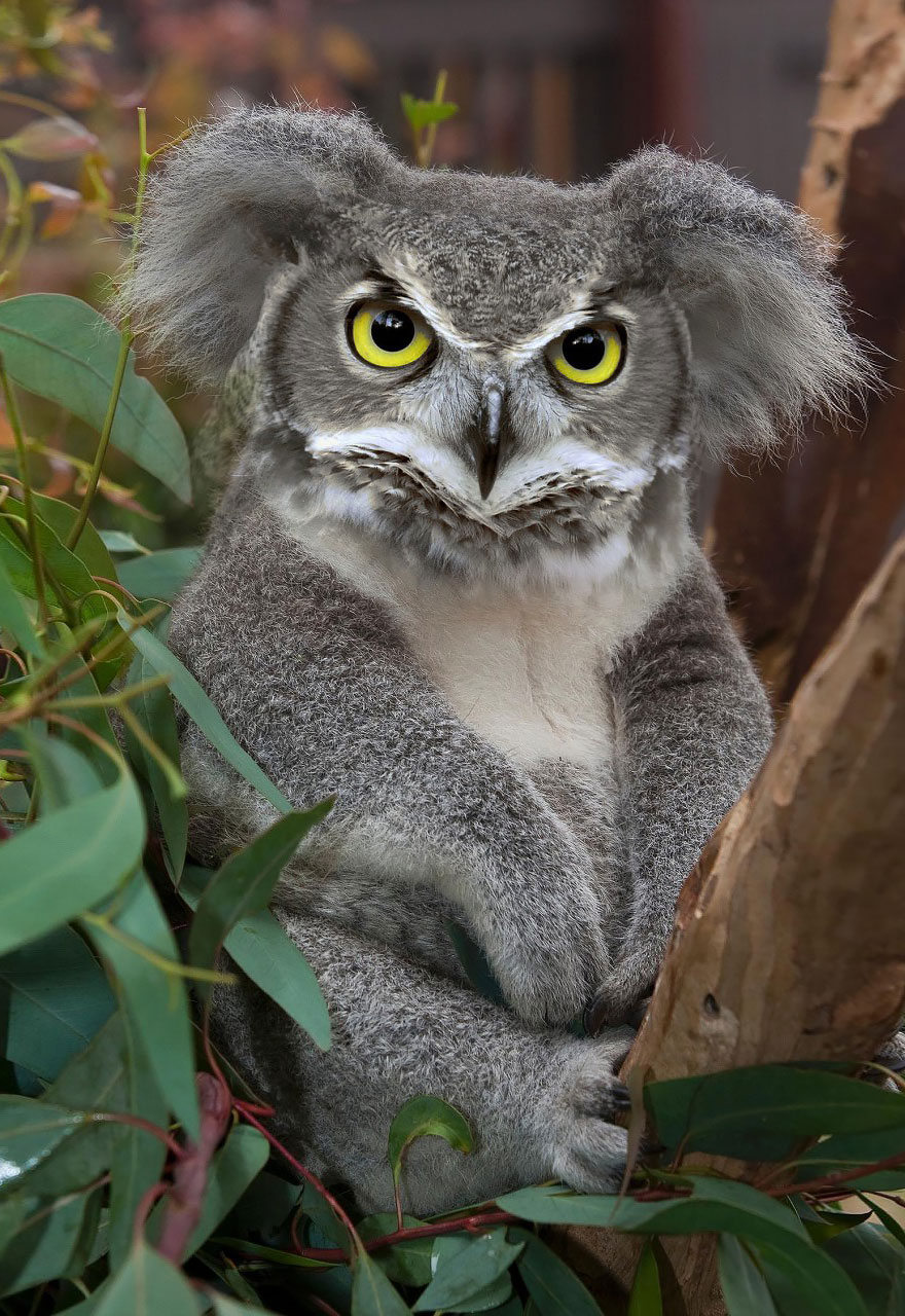 animales-6