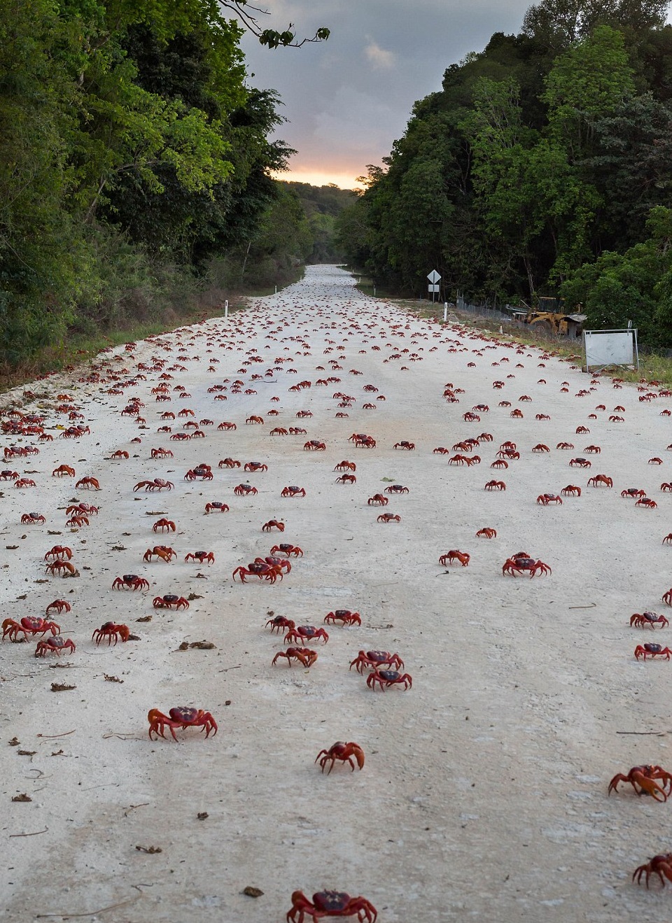 cangrejos