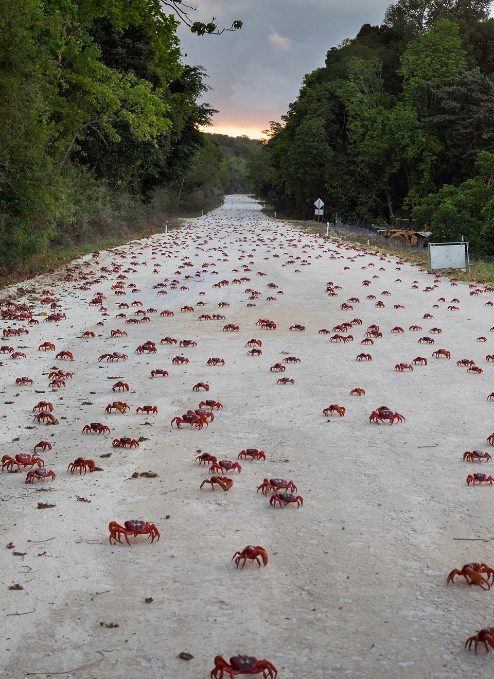 cangrejos