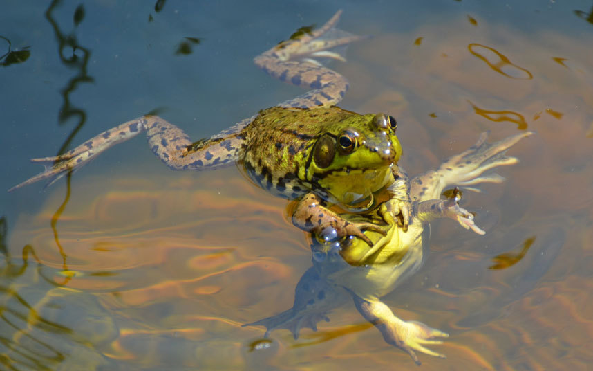 fotografia-divertida-ranas-2015