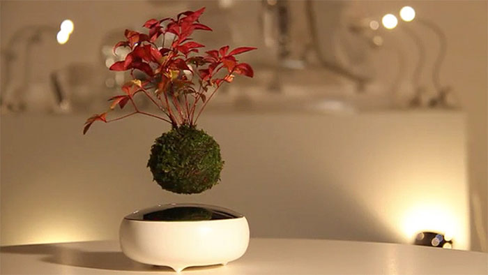 arbol-bonsai-flotante-levita2
