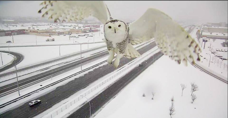 buho-camara-trafico-vuelo-canada2