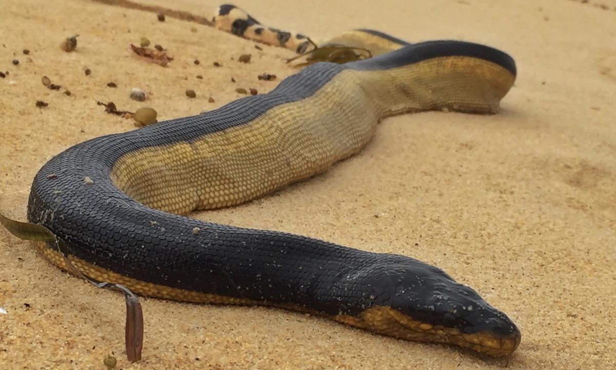 serpiente-marina-vientre-amarillo-australia-playa