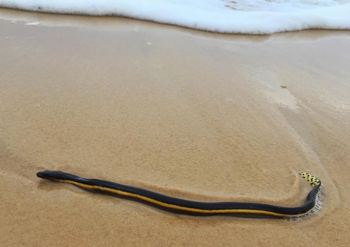 serpiente-marina-vientre-amarillo-australia-playa2