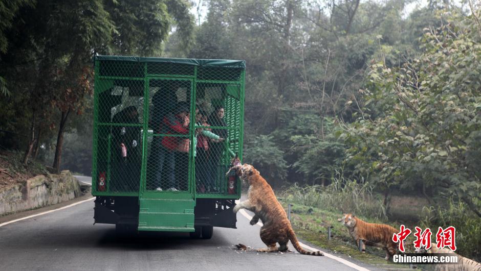 china-zoologico-animales-libres-2