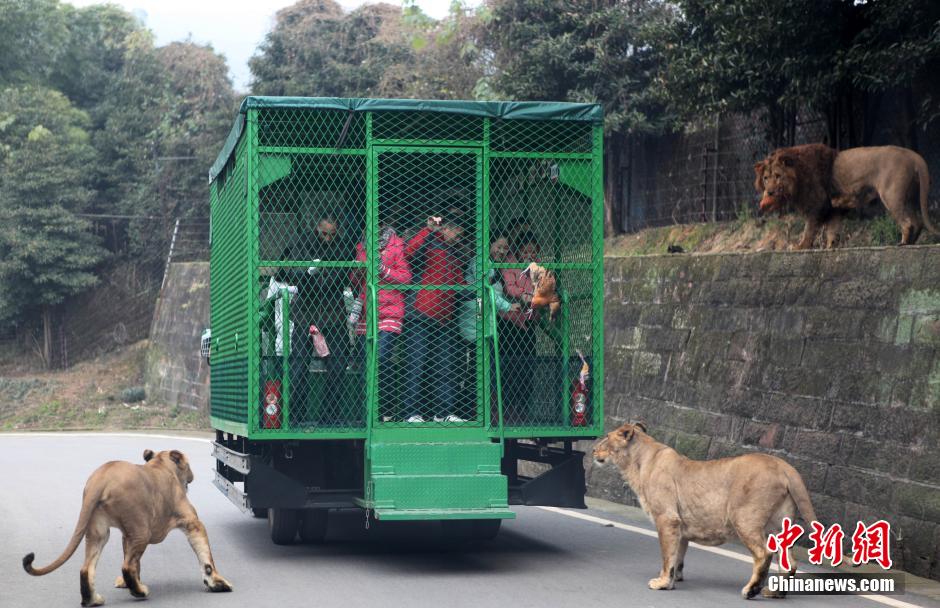 china-zoologico-animales-libres-3