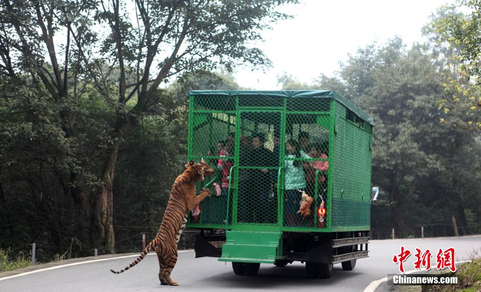 china-zoologico-animales-libres-4