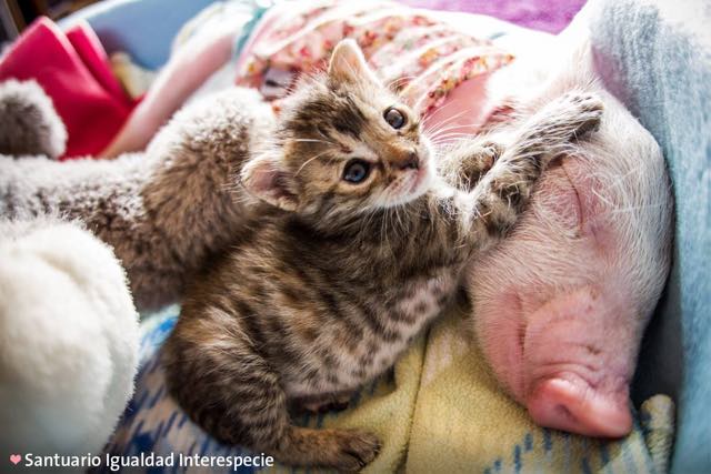 gato-cerdo-amigos-amistad-chile-2