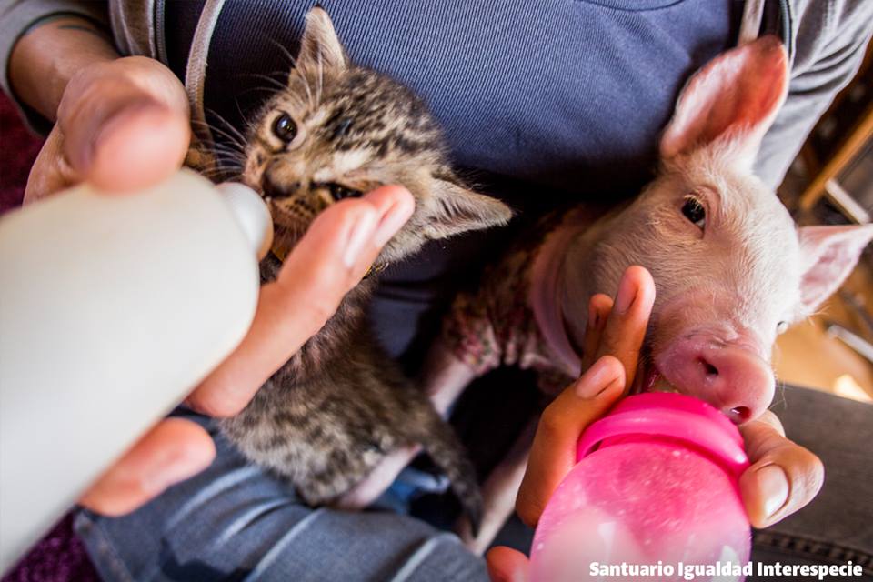 gato-cerdo-amigos-amistad-chile-5