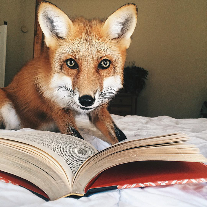 juniper-fox-happiest-instagram