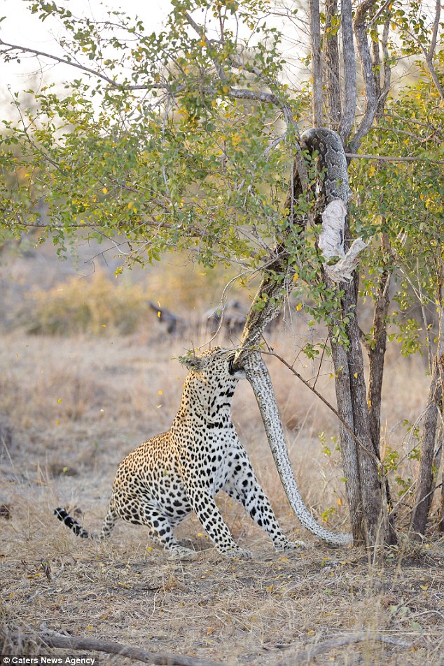 leopardo-hambriento-libera-piton-parque-africa-3