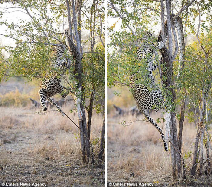 leopardo-hambriento-libera-piton-parque-africa-4