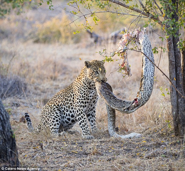 leopardo-hambriento-libera-piton-parque-africa-5
