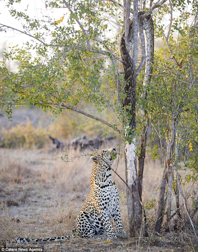 leopardo-hambriento-libera-piton-parque-africa