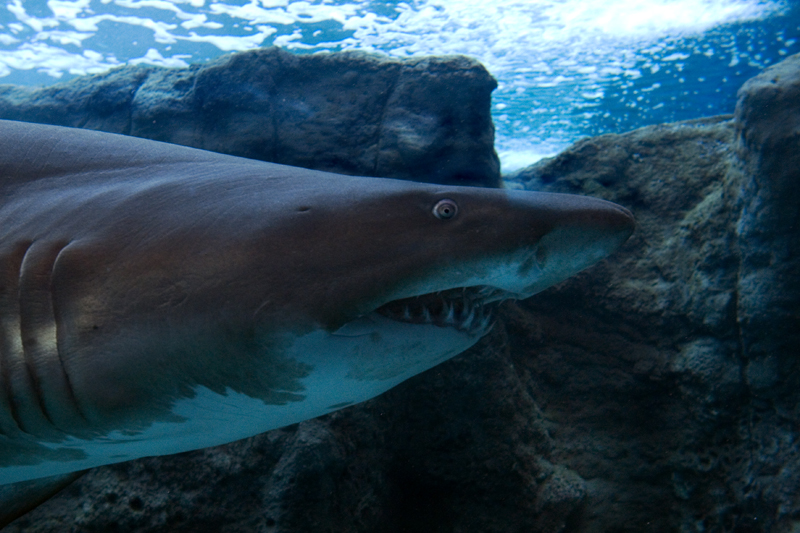 tiburones mueren asfixia curiosidades