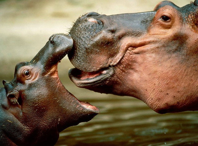 hipopotamo-cria
