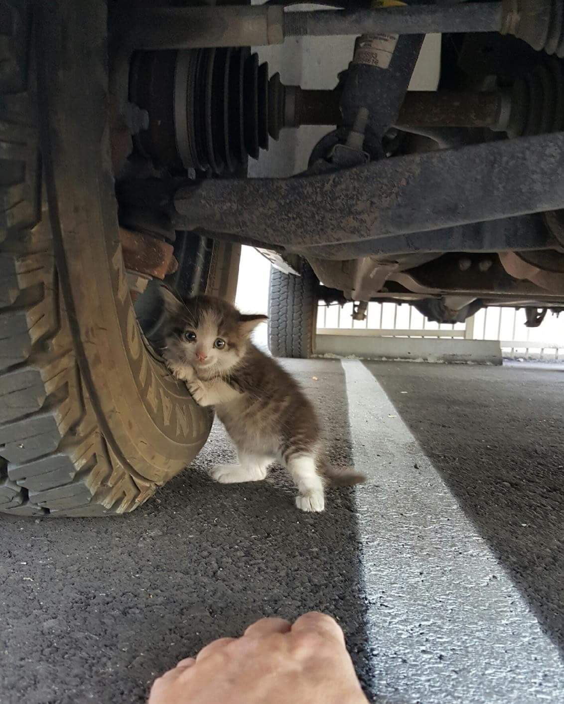 gatito-asustado-rescatado-reddit