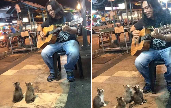 musico-gatitos-publico