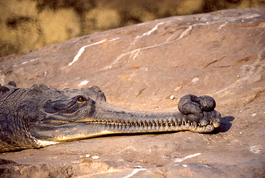 animales raros: gavial