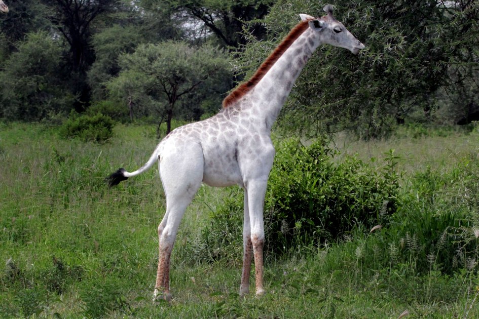 jirafa-blanca-omo
