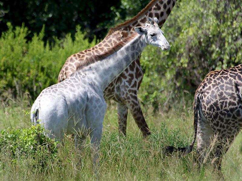 jirafa-blanca-tanzania-2