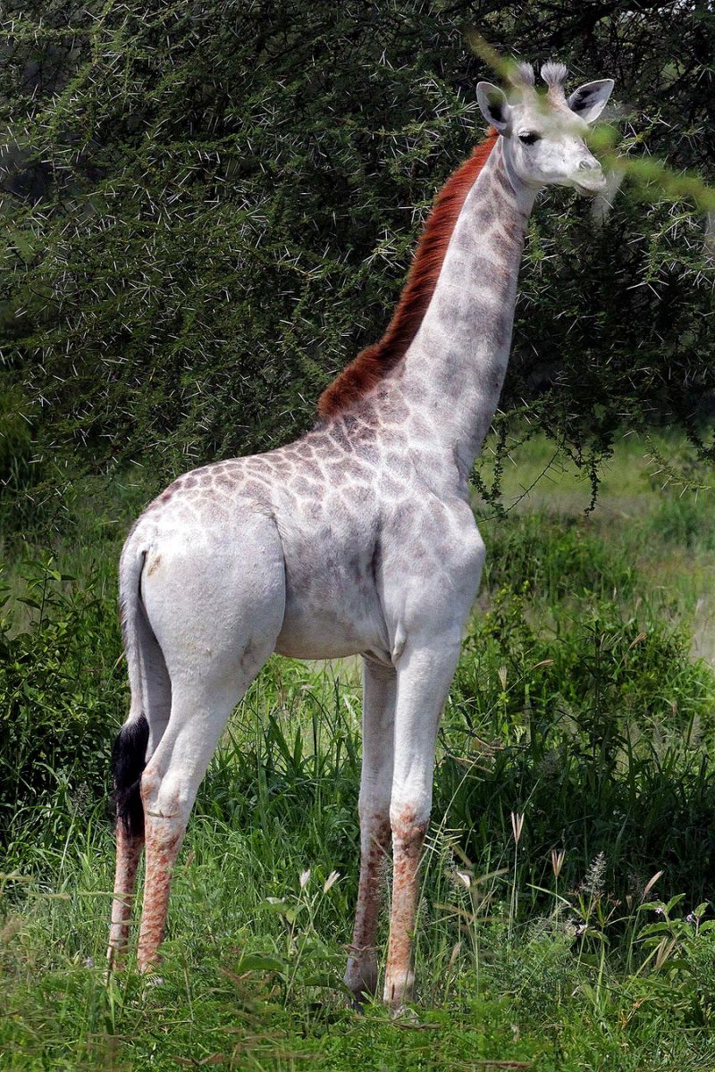jirafa-blanca-tanzania
