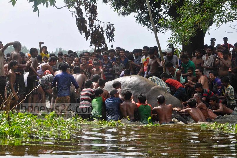 elefante-rescatado-bangladesh-inundaciones