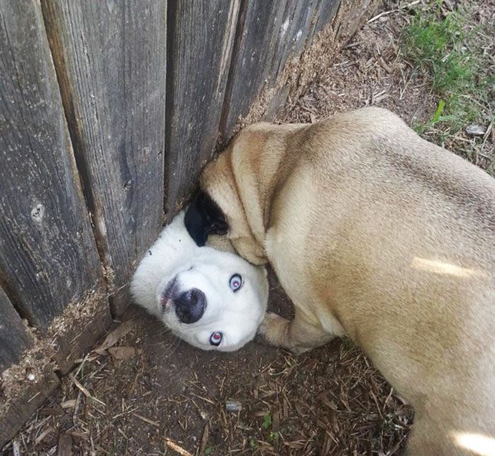 perro-situaciones-curiosas-atorados-ayuda-saludando