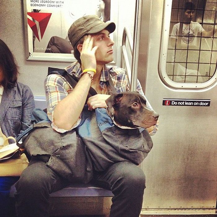 perro-situaciones-curiosas-perro-tren-bolsa