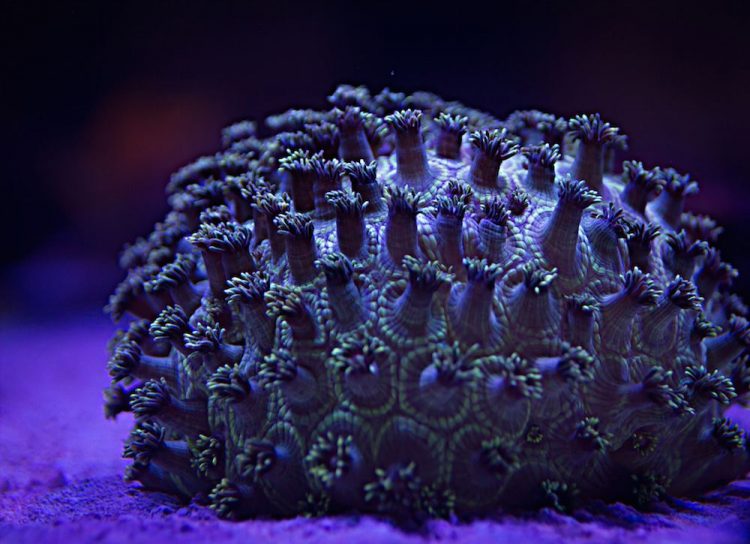 coral-colorido-2