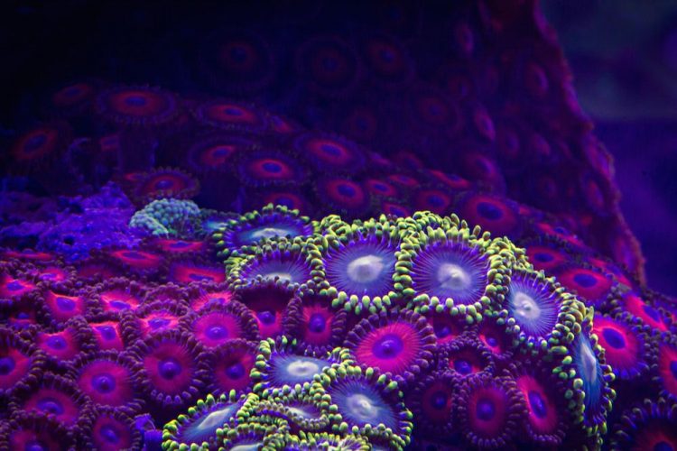 coral-colorido-3