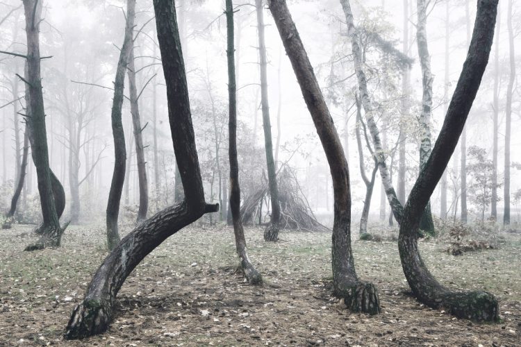 bosque-torcido-misterio-curioso-fenomeno-3