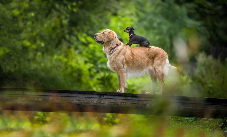 curiosidades de los perros